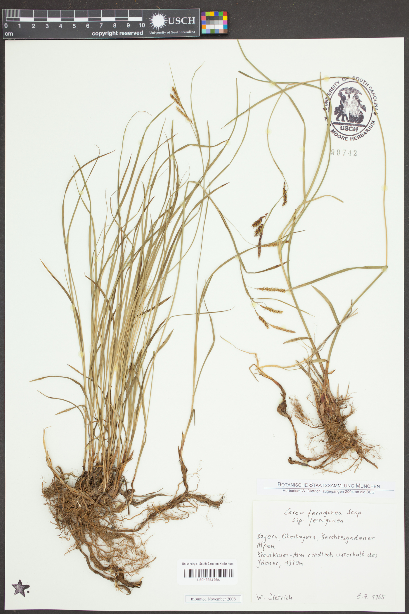 Carex ferruginea subsp. ferruginea image