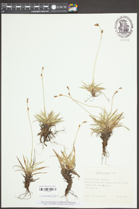 Carex firma image