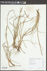 Carex flacca image