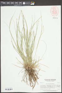 Image of Carex flaccidula