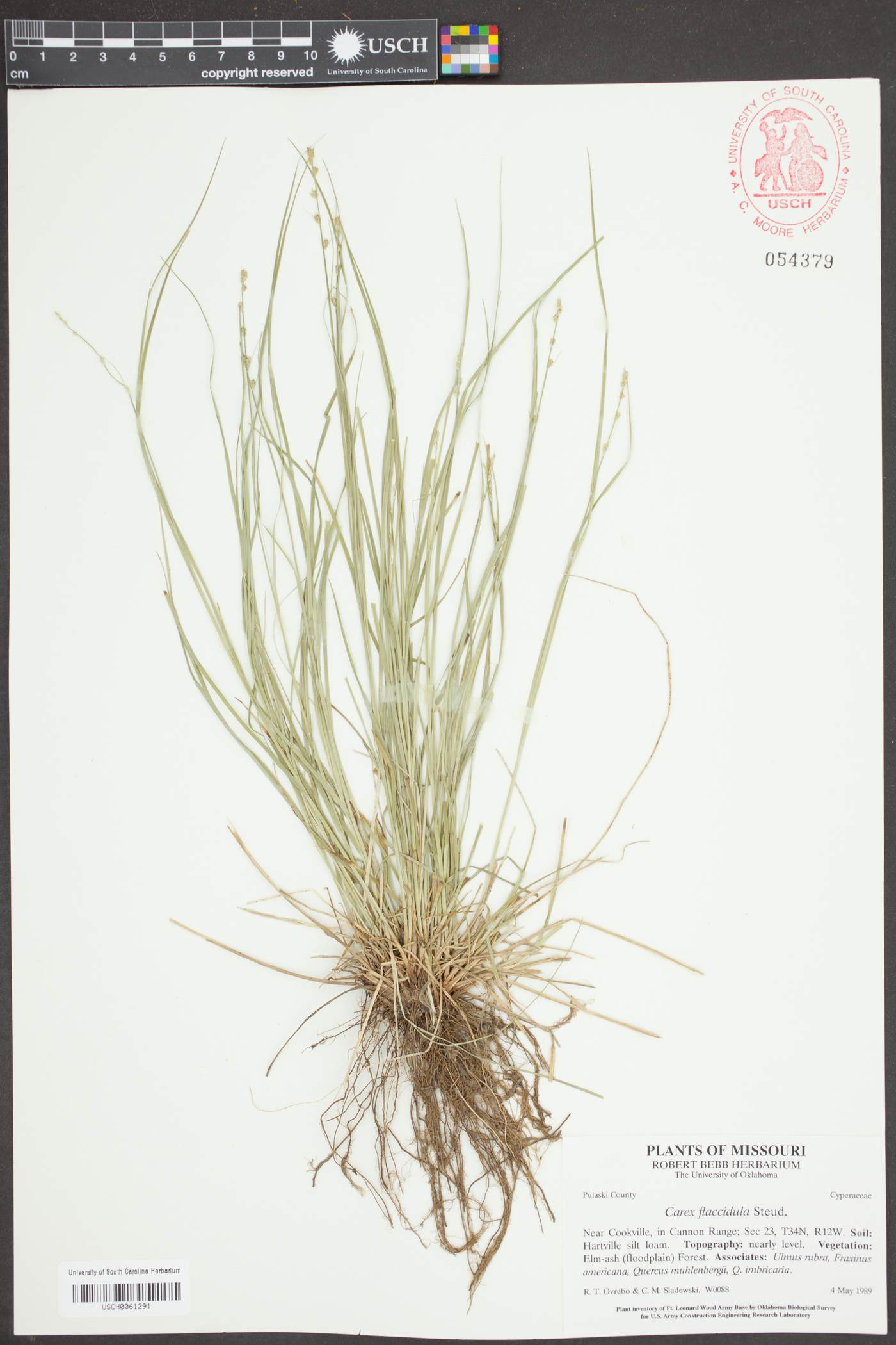 Carex flaccidula image