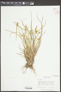 Carex flava image