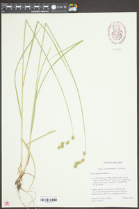 Carex foenea image