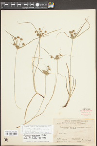 Cyperus croceus image