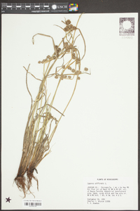 Cyperus difformis image