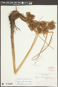 Cyperus flavicomus image