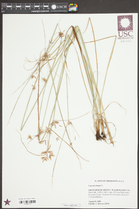 Cyperus longus image