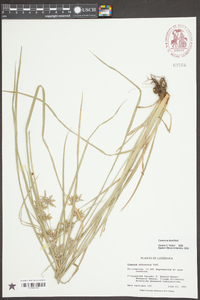 Cyperus ochraceus image