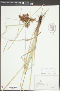 Cyperus planifolius image