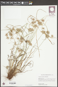 Cyperus retroflexus image