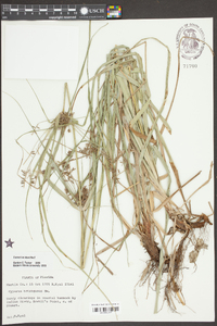 Cyperus tetragonus image