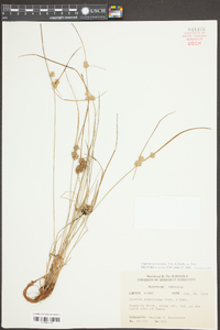 Cyperus acuminatus image