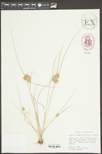 Cyperus acuminatus image