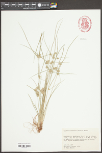 Cyperus acuminatus image