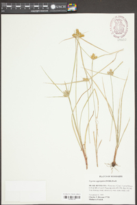 Cyperus aggregatus image