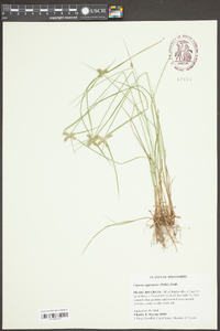 Cyperus aggregatus image