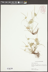 Cyperus compressus image