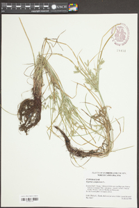 Cyperus compressus image