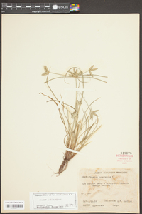 Cyperus compressus image