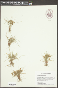 Cyperus cuspidatus image