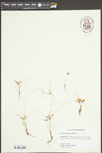 Cyperus cuspidatus image