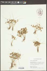 Cyperus cuspidatus image