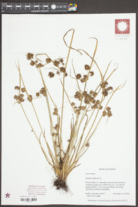 Cyperus difformis image