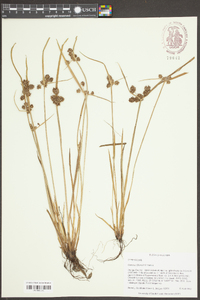 Cyperus difformis image