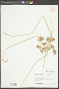 Cyperus distinctus image