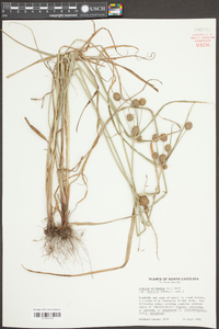 Cyperus echinatus image