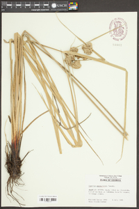 Cyperus entrerianus image