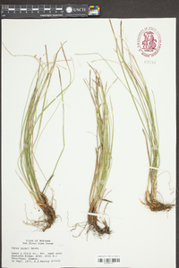 Carex geyeri image