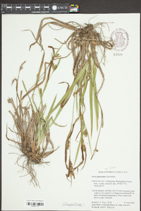 Carex glaucodea image