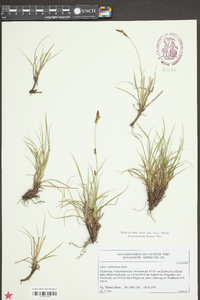 Carex halleriana image