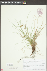 Carex halleriana image