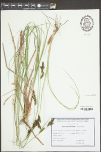 Carex hartmanii image