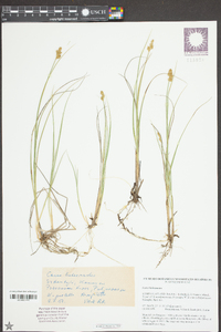 Carex heleonastes image