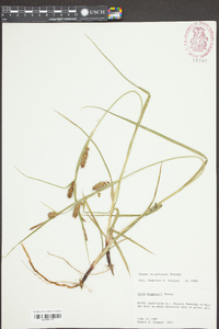 Carex houghtonii image