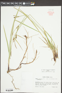 Carex houghtoniana image