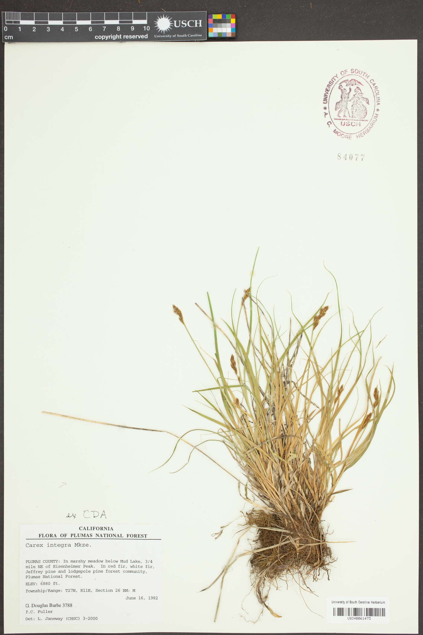 Carex integra image