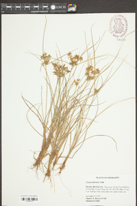 Cyperus filiculmis image