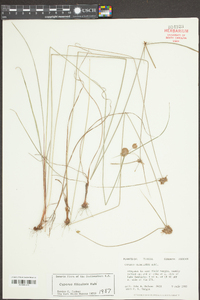 Cyperus filiculmis image