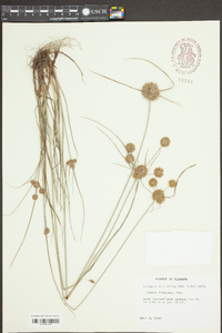 Cyperus filiculmis image