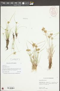 Cyperus flavescens image