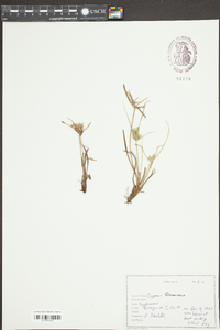 Cyperus flavescens image