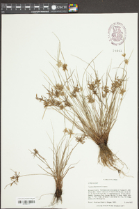 Cyperus flavescens image