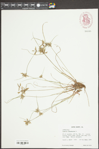 Cyperus flavescens image