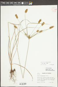 Cyperus hystricinus image