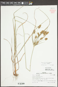 Cyperus hystricinus image