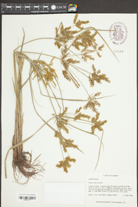 Cyperus iria image